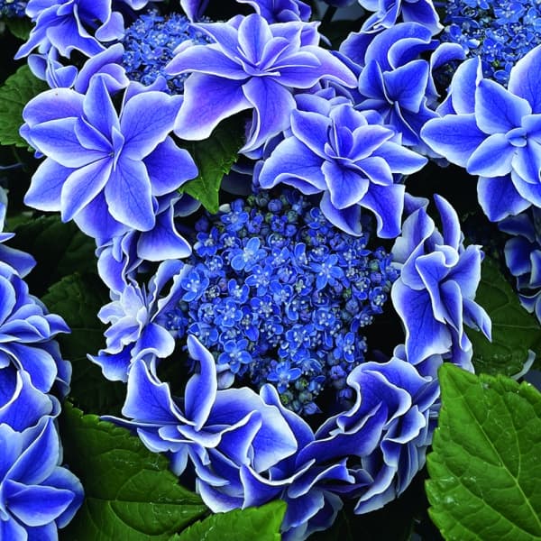 アジサイ：星組（ホシグミ） 3-3.5号ポット