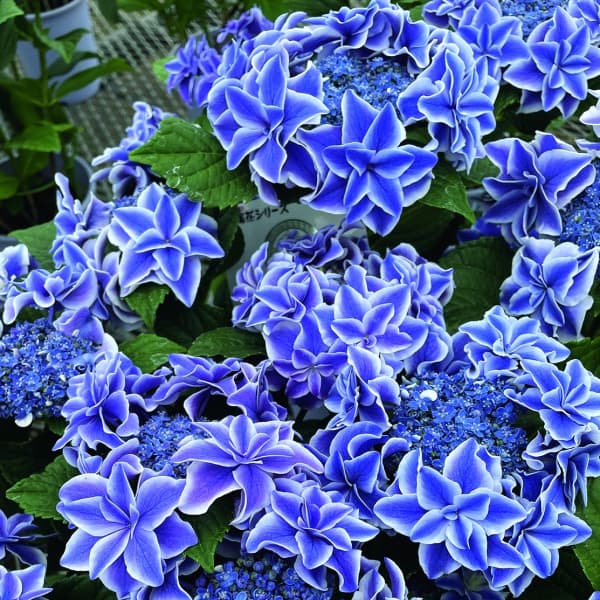 アジサイ：星組（ホシグミ） 3-3.5号ポット