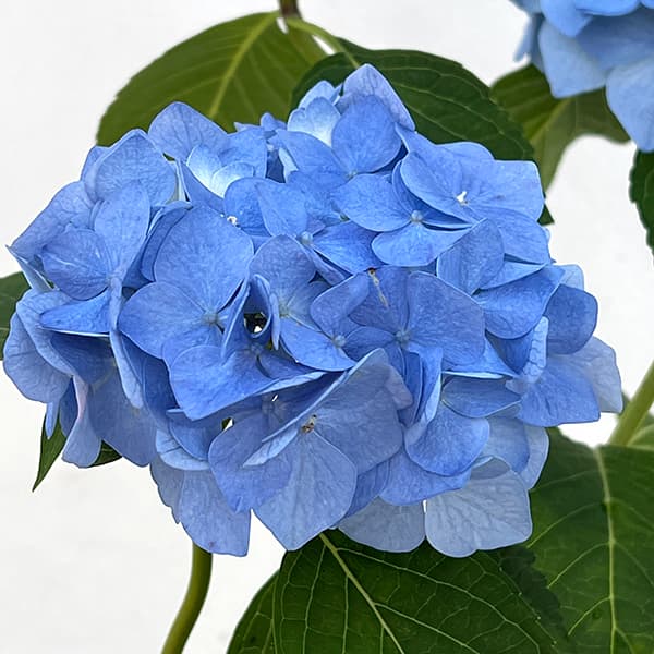 [26年2月中下旬予約]アジサイ：チェルシー3.5号ポット