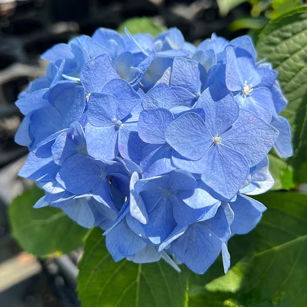 園芸ネット本店｜アジサイ：チェルシー3.5号ポット の通販【公式】