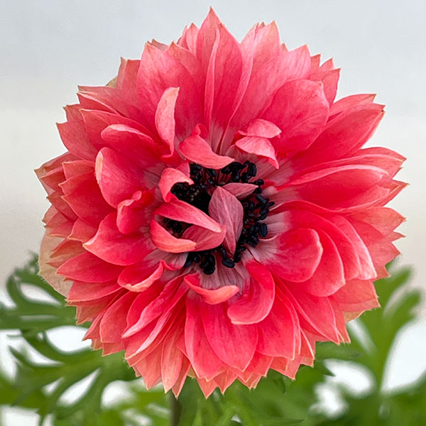 アネモネ:凛々花(リリカ)さくらサーモンミックス3.5号ポット