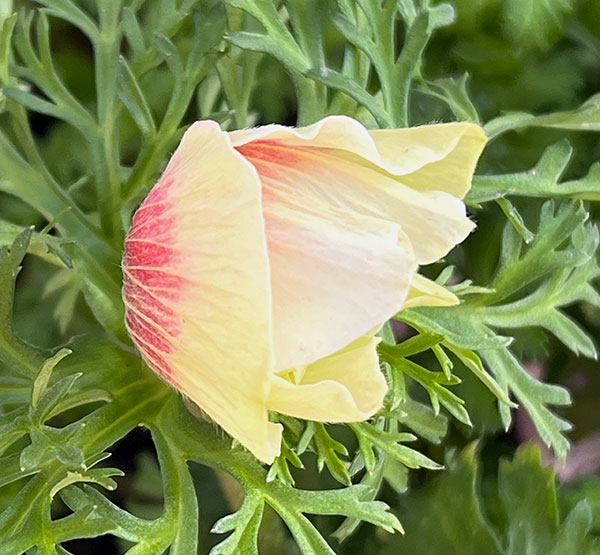 アネモネ:凛々花(リリカ)さくらサーモンミックス3.5号ポット