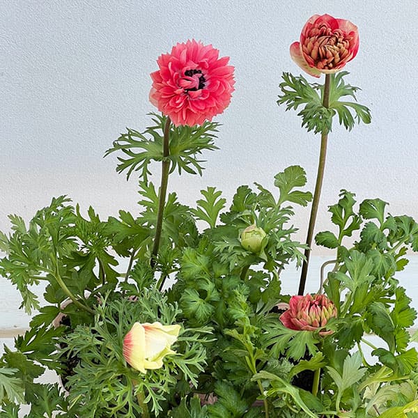 アネモネ:凛々花(リリカ)さくらサーモンミックス3.5号ポット