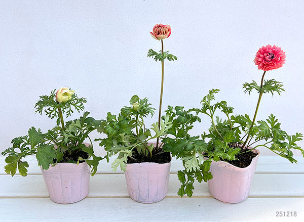 アネモネ:凛々花(リリカ)さくらサーモンミックス3.5号ポット