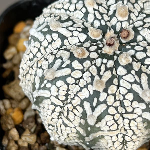 アストロフィツム:兜丸 Vタイプ 6cmスクエア鉢23-10