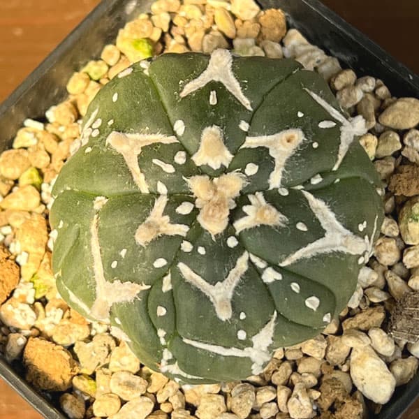 アストロフィツム：兜丸　Vタイプ 6cmスクエア鉢23-23*