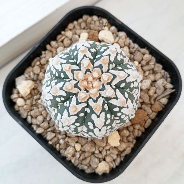 園芸ネット本店｜アストロフィツム：兜丸 Vタイプ 6cmスクエア鉢23-34