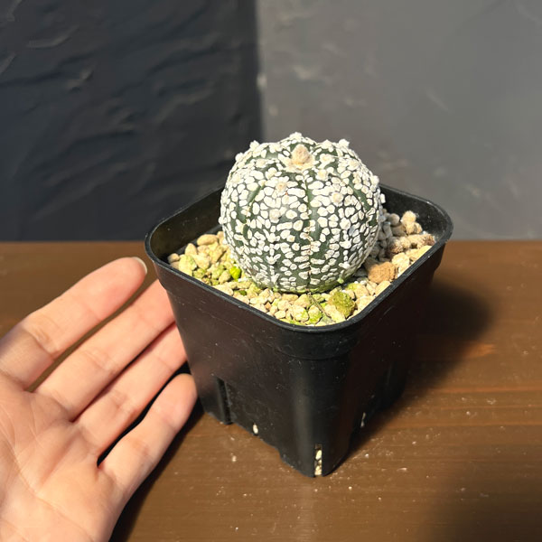 園芸ネット本店｜アストロフィツム：兜丸 Vタイプ 6cmスクエア鉢23-54