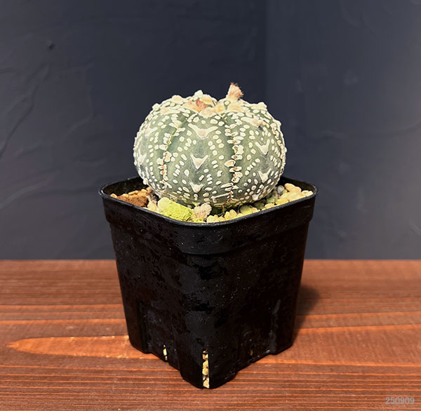 アストロフィツム:兜丸 Vタイプ 6cmスクエア鉢23-58