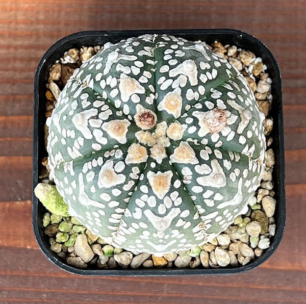 アストロフィツム:兜丸 Vタイプ 6cmスクエア鉢23-58