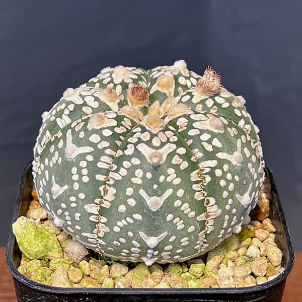 アストロフィツム:兜丸 Vタイプ 6cmスクエア鉢23-58