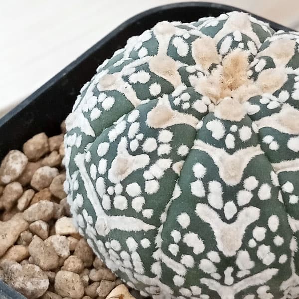 アストロフィツム：兜丸　Vタイプ 6cmスクエア鉢23-59