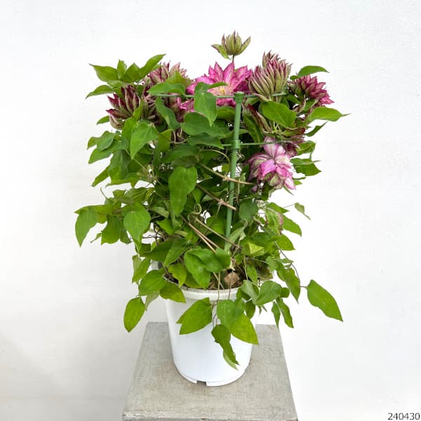 クレマチス：花炎（華炎・カエン）6号鉢植え