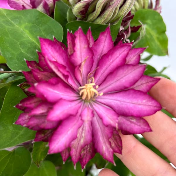クレマチス：花炎（華炎・カエン）6号鉢植え