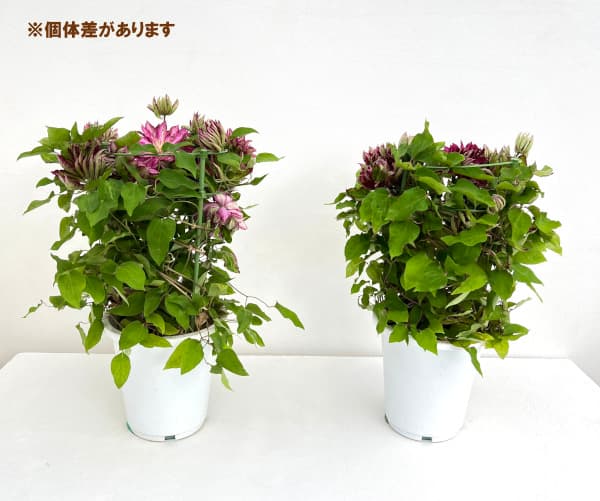 （わけあり特価）クレマチス：花炎（華炎・カエン）6号鉢植え