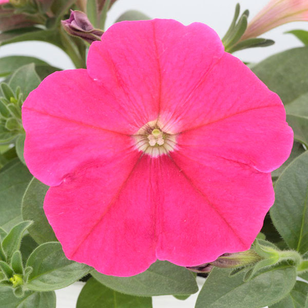 園芸ネット本店｜ペチュニア：バカラiQローズ3.5号ポット の通販【公式】