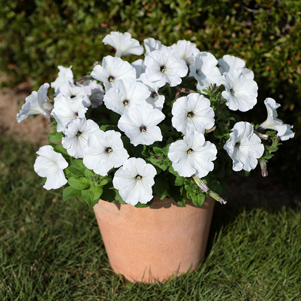 園芸ネット本店｜ペチュニア：バカラiQシルバーホワイト3.5号ポット の
