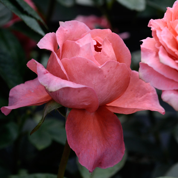 園芸ネット本店｜[送料無料]バラ：厳島（いつくしま）大苗 の通販【公式】