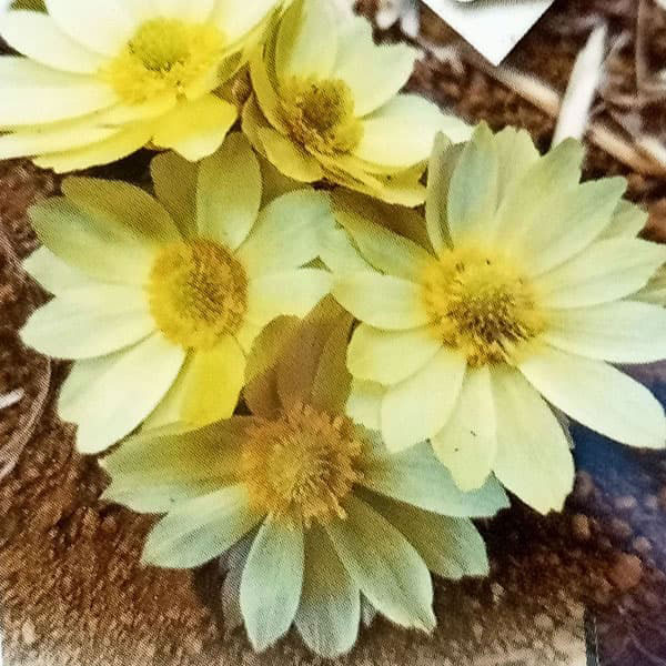 フクジュソウ(福寿草):白宝(ハクホウ)実生2.5ポット