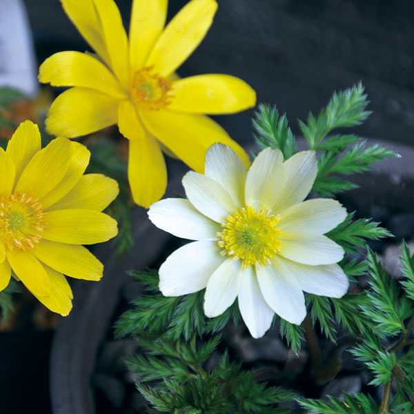 フクジュソウ(福寿草):白宝(ハクホウ)実生2.5ポット