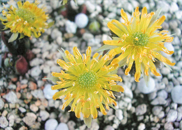 フクジュソウ(福寿草):爪折笠(ツマオレガサ)実生2.5号ポット