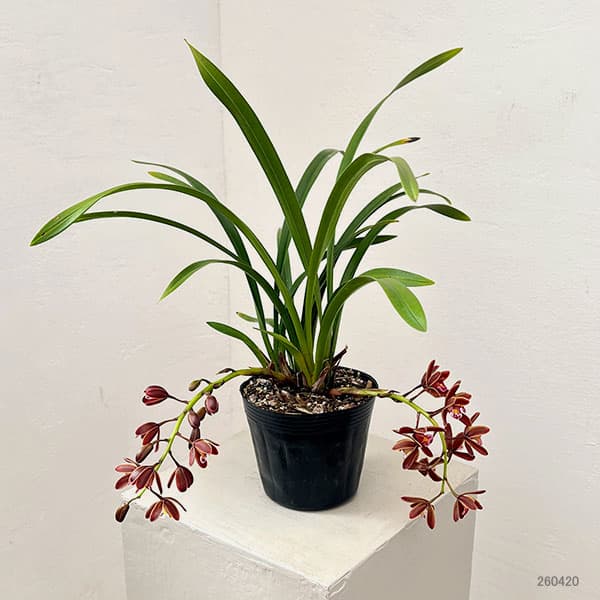 シンビジューム：金稜辺（キンリョウヘン）花芽付き4号ポット