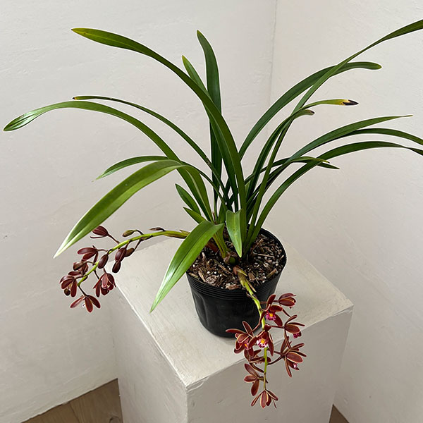 シンビジューム：金稜辺（キンリョウヘン）花芽付き4号ポット