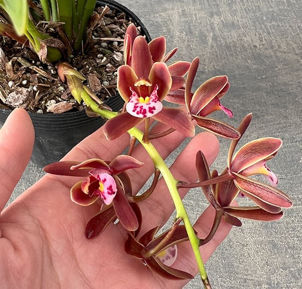 シンビジューム：金稜辺（キンリョウヘン）花芽付き4号ポット