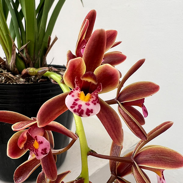 シンビジューム：金稜辺（キンリョウヘン）花芽付き4号ポット