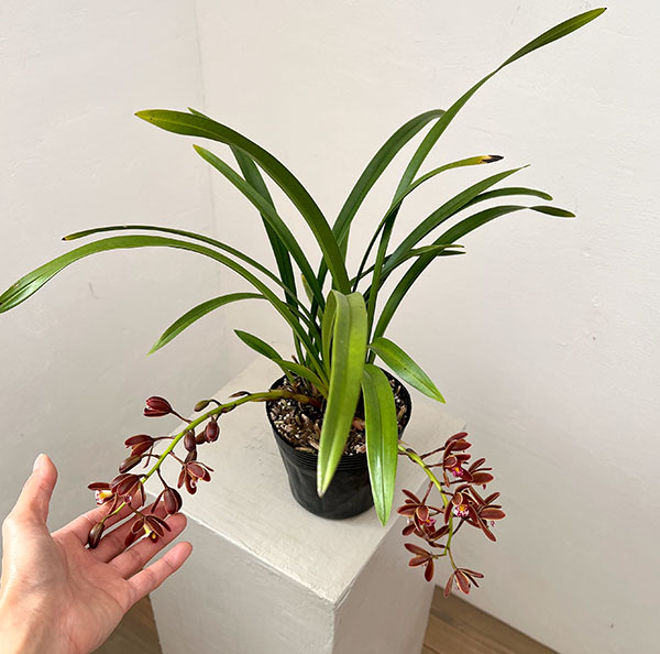 シンビジューム：金稜辺（キンリョウヘン）花芽付き4号ポット