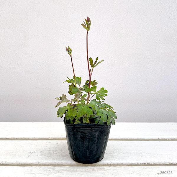 風鈴オダマキ:八重ピンク3号ポット