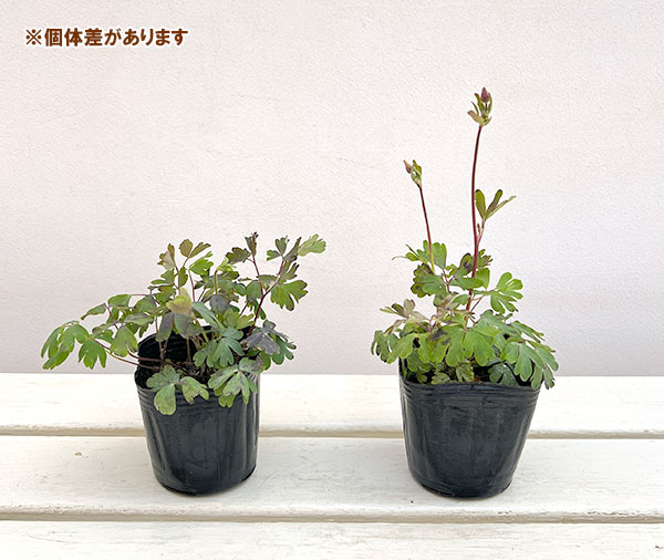 風鈴オダマキ:八重ピンク3号ポット