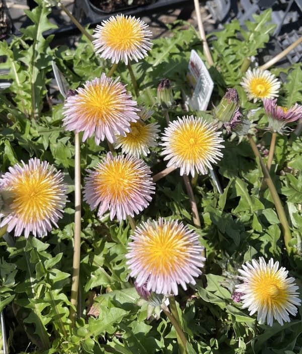 タンポポ：緋紅たんぽぽ3-3.5号ポット*