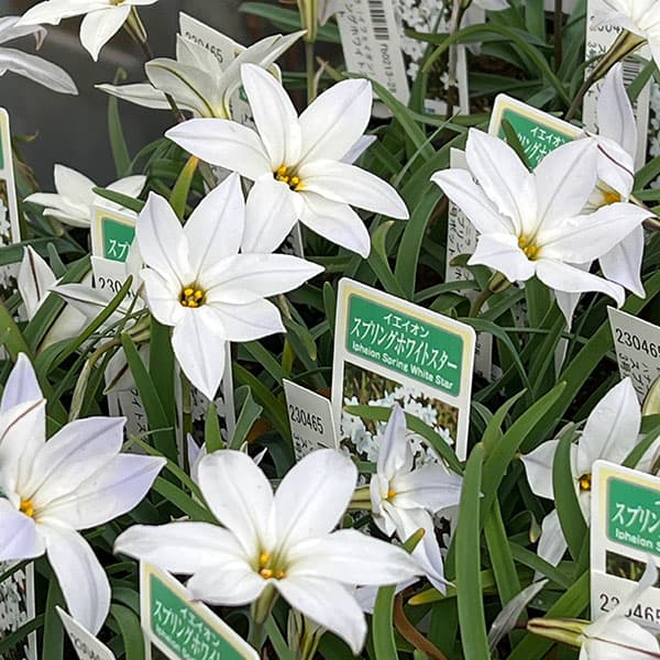 (わけあり特価)ハナニラ(イフェイオン): スプリングホワイトスター2-4球植え3号ポット