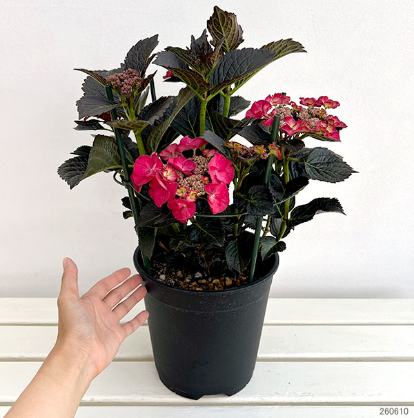 アジサイ:アフターミッドナイト7号鉢植え*