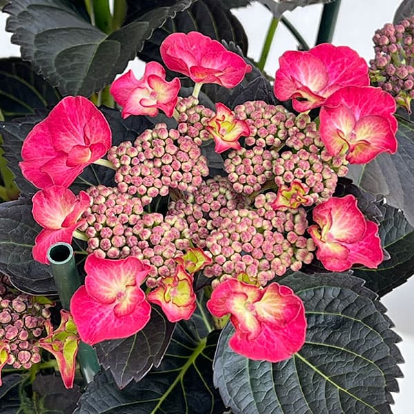 アジサイ:アフターミッドナイト7号鉢植え*