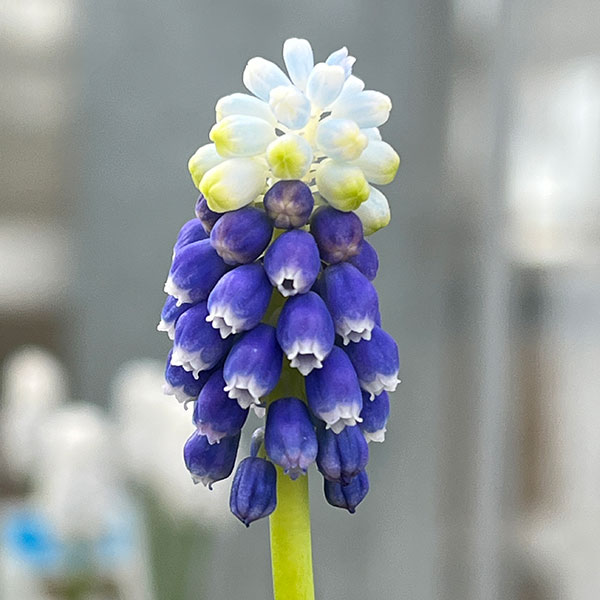 ムスカリ:タッチオブスノー4球植え3.5号ポット