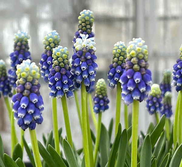 ムスカリ:タッチオブスノー4球植え3.5号ポット