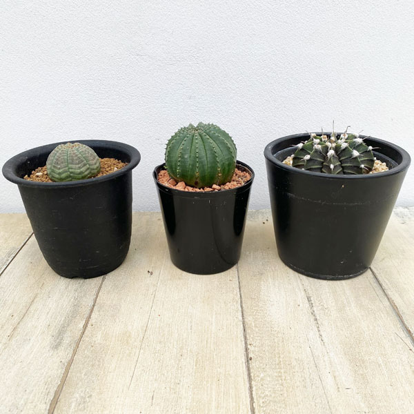 たか嫁様 多肉植物棚 DQ-OS1 【公式通販】