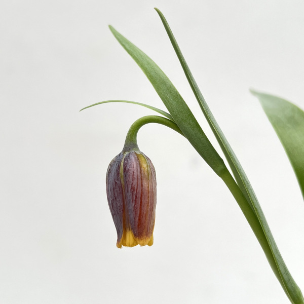 フリチラリア：ウバーバルビス 3号ポット