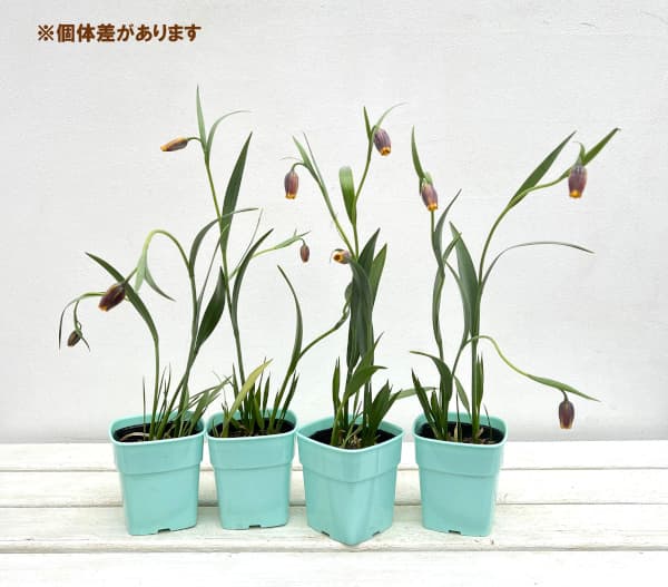 フリチラリア：ウバーバルビス 3号ポット