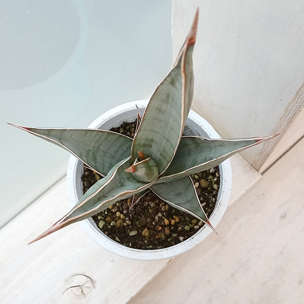 園芸ネット本店｜サンセベリア：ピングイキュラ 4号鉢植え* の通販【公式】