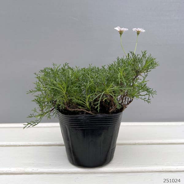 ニューサマーデイジー：ステラ(ニューサマーステラ)3-3.5号ポット