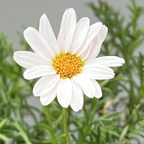 ニューサマーデイジー：ステラ(ニューサマーステラ)3-3.5号ポット