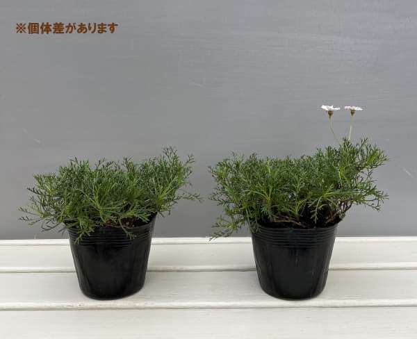 ニューサマーデイジー：ステラ(ニューサマーステラ)3-3.5号ポット