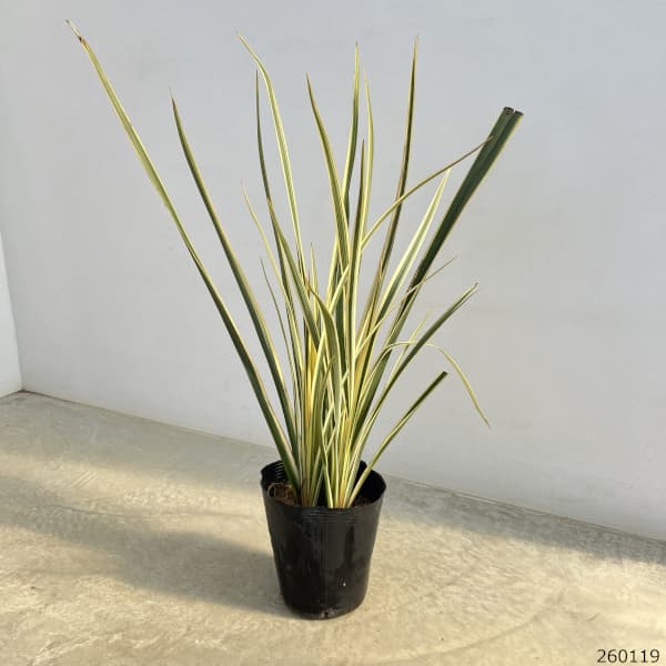 ニューサイラン：バリエガタ(斑入り）7号ポット