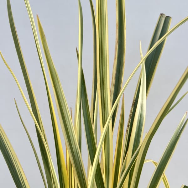 ニューサイラン：バリエガタ(斑入り）7号ポット