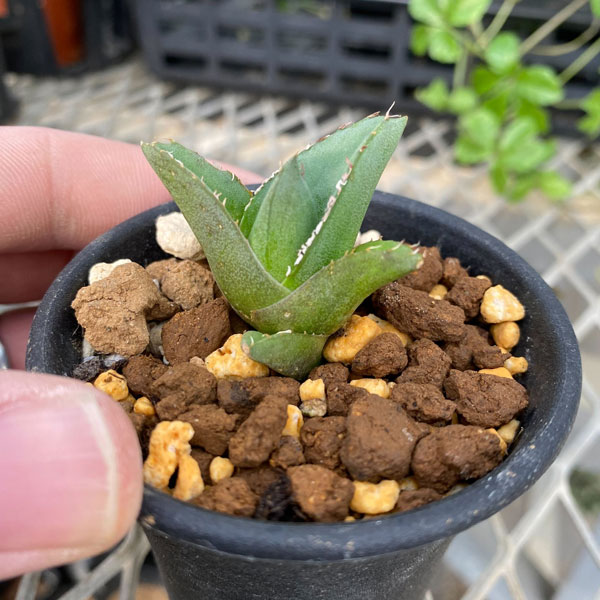 園芸ネット本店｜アガベ：アビーブロック（超巾広笹の雪） 2号鉢植え24