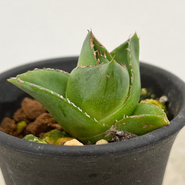 園芸ネット本店｜アガベ：アビーブロック（超巾広笹の雪） 2号鉢植え24