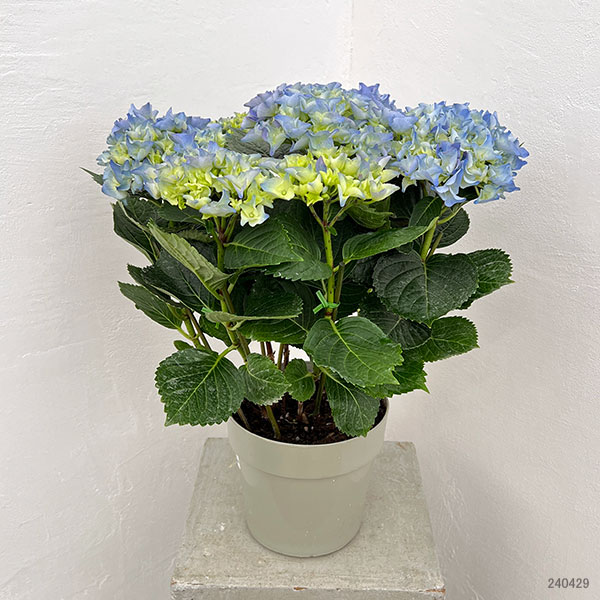 [春の鉢花予約]アジサイ：アーリーブルー5号鉢植え